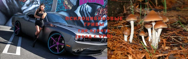 прущие грибы Новодвинск